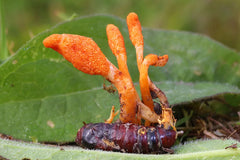 Cordyceps –Gefermenteerde kracht uit de natuur